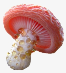 Detail Mushrooms Transparent Nomer 44