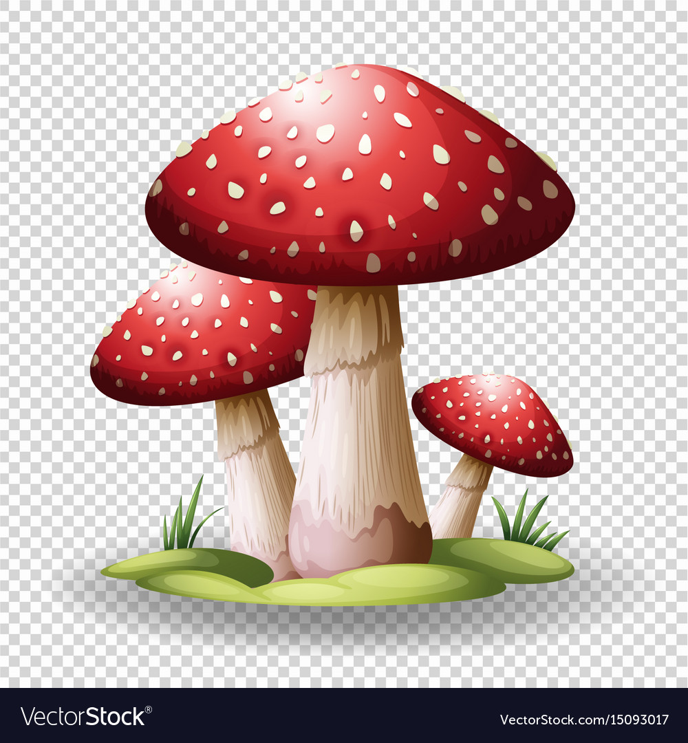 Detail Mushrooms Transparent Nomer 4