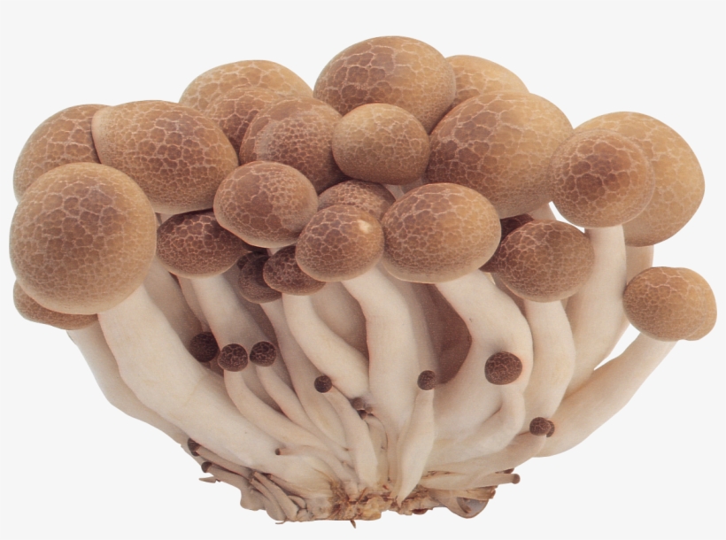 Detail Mushrooms Transparent Nomer 46
