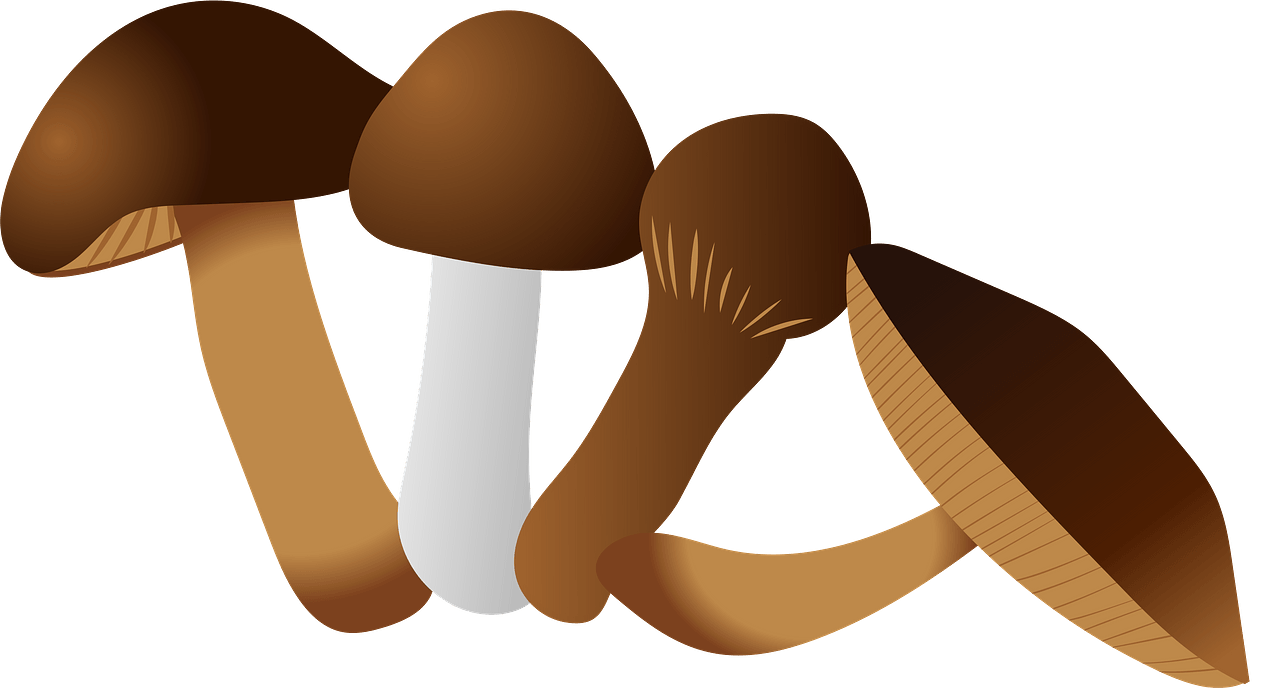 Detail Mushrooms Transparent Nomer 47