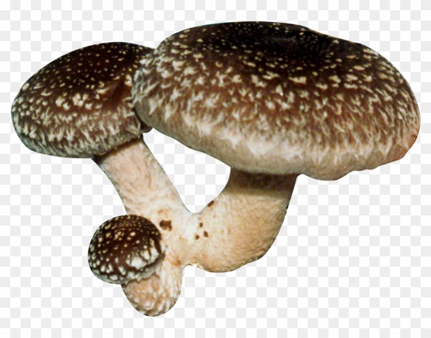 Detail Mushrooms Transparent Nomer 48
