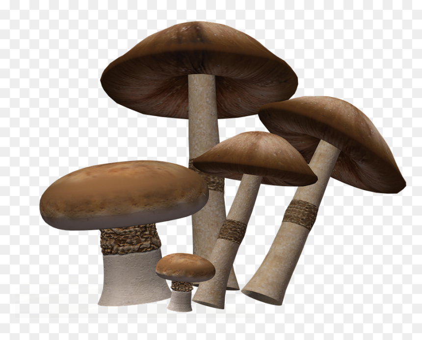Detail Mushrooms Transparent Nomer 49