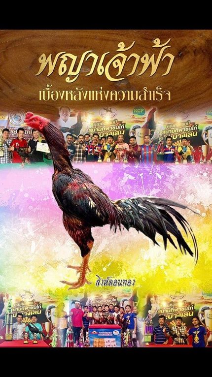 Detail Logo Ayam Aduan Thailand Nomer 47