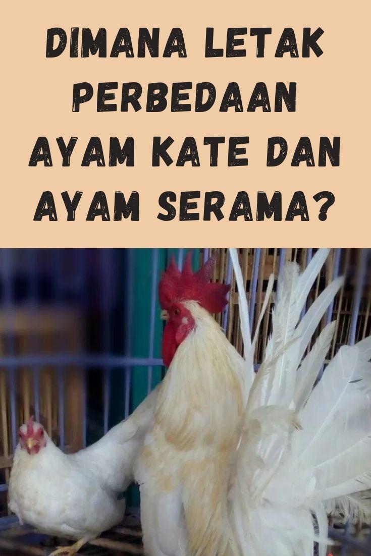 Detail Logo Ayam Jantan Dari Timur Nomer 33