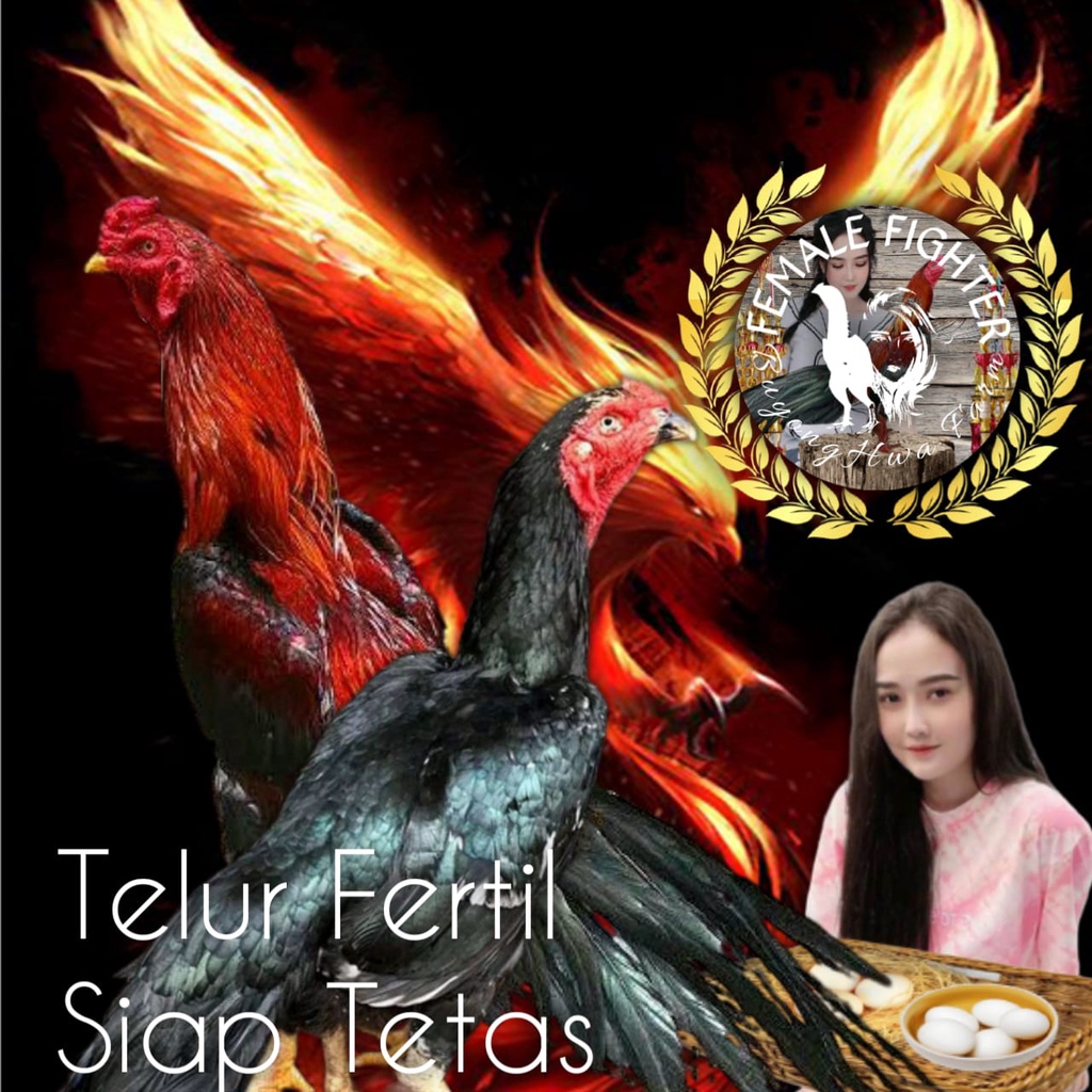 Detail Logo Ayam Tarung Nomer 18