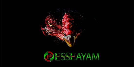 Detail Logo Ayam Tarung Nomer 33