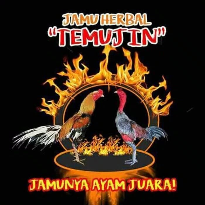Download Logo Ayam Tarung Nomer 40