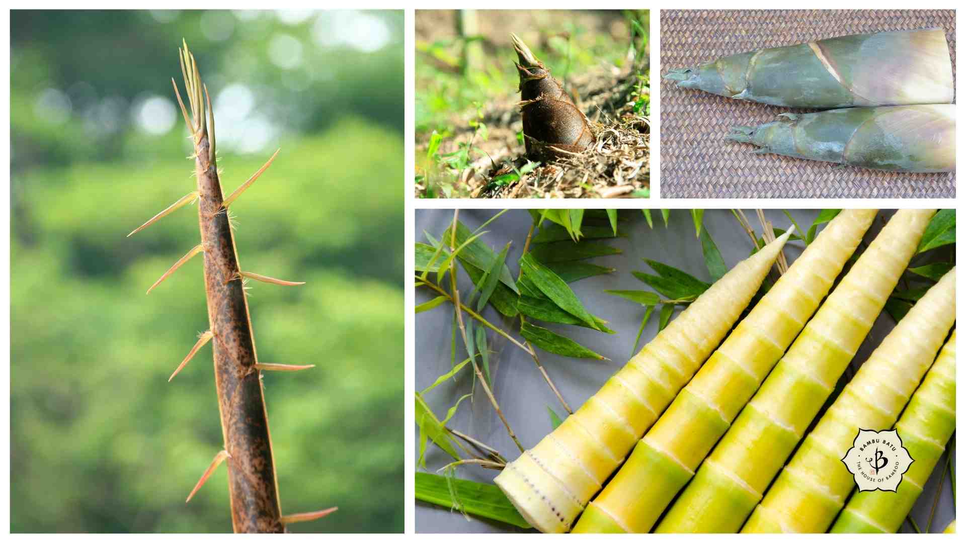 Logo Bambu Kuning logo-bambu-kuning
