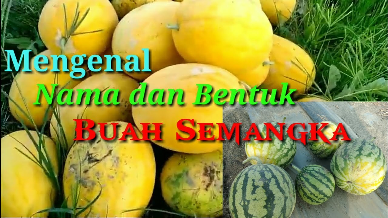 Detail Musim Berbuah Semangka Nomer 37