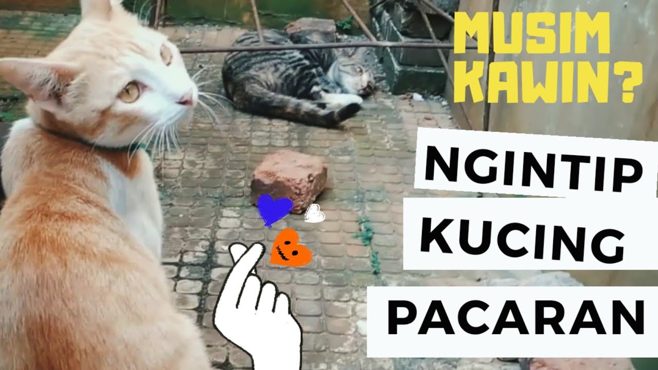 Detail Musim Kawin Kucing Nomer 31