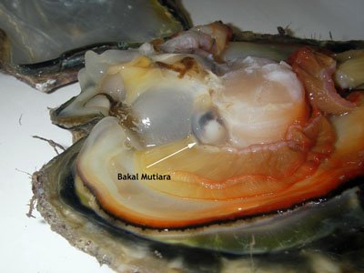 Detail Mutiara Dalam Laut Nomer 41