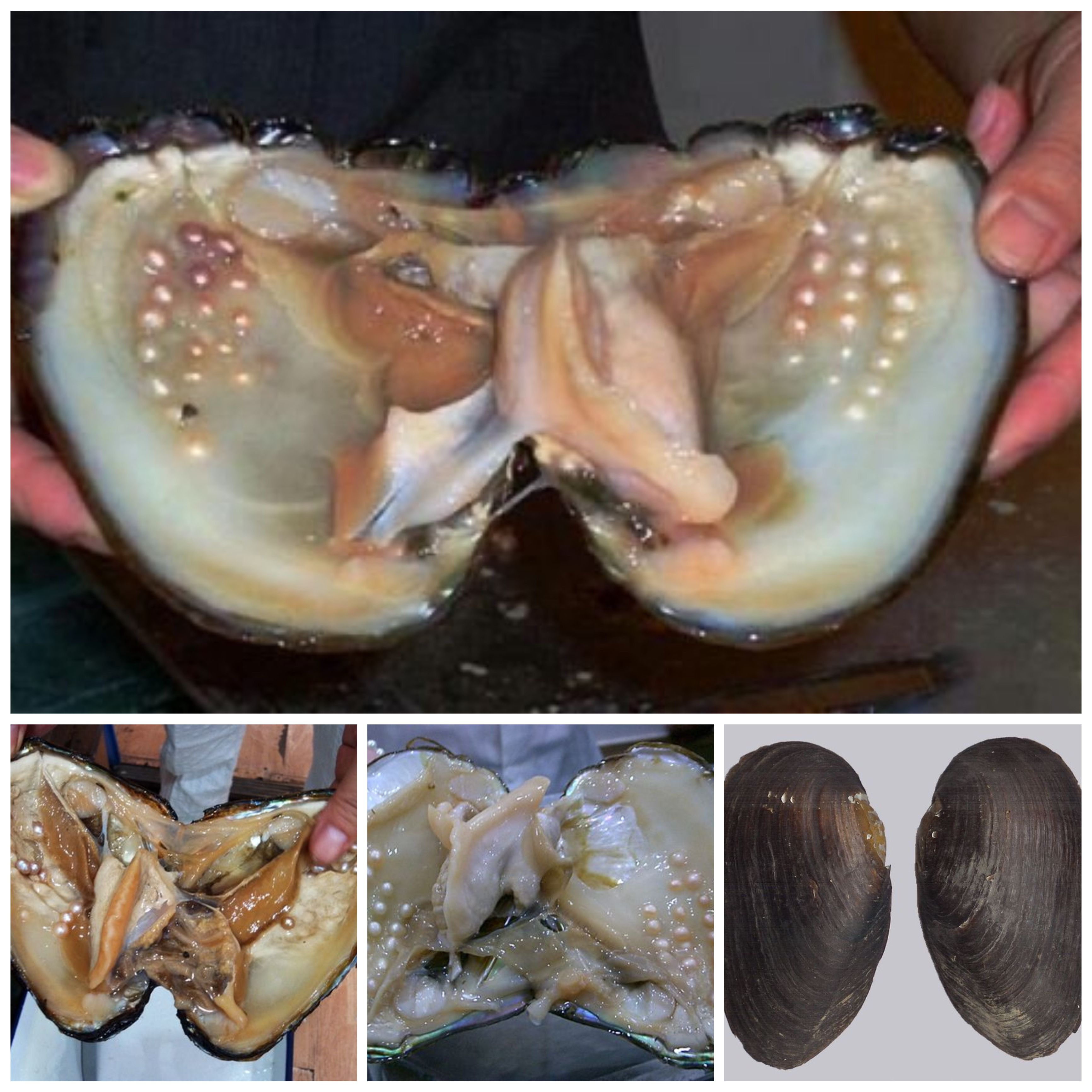 Detail Mutiara Dalam Laut Nomer 9