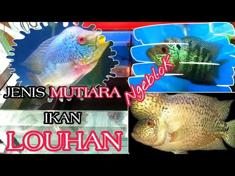 Detail Mutiara Louhan Nomer 25