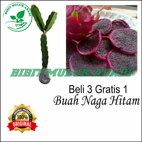 Detail Logo Buah Naga Nomer 31