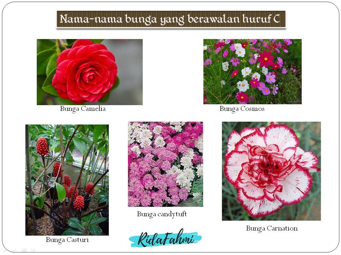 Detail Nama Bunga Dari Huruf A Sampai Z Nomer 31