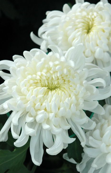 Detail Nama Bunga Warna Putih Nomer 20