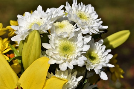 Detail Nama Bunga Warna Putih Nomer 27