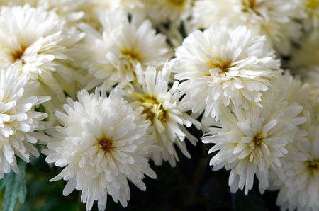 Detail Nama Bunga Warna Putih Nomer 30