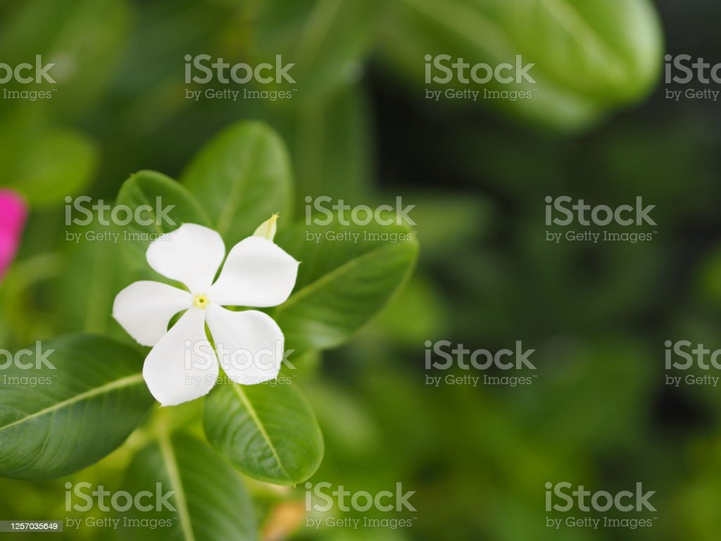 Detail Nama Bunga Warna Putih Nomer 35