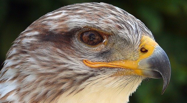 Detail Nama Burung Pemakan Ikan Nomer 41