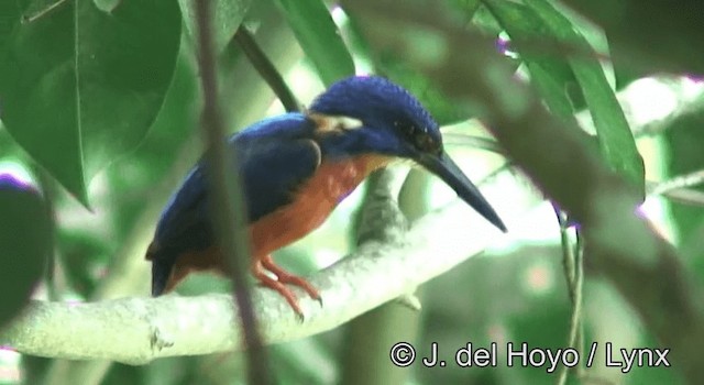 Detail Nama Burung Pemakan Ikan Nomer 46