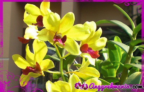 Download Nama Dan Gambar Bunga Anggrek Nomer 12