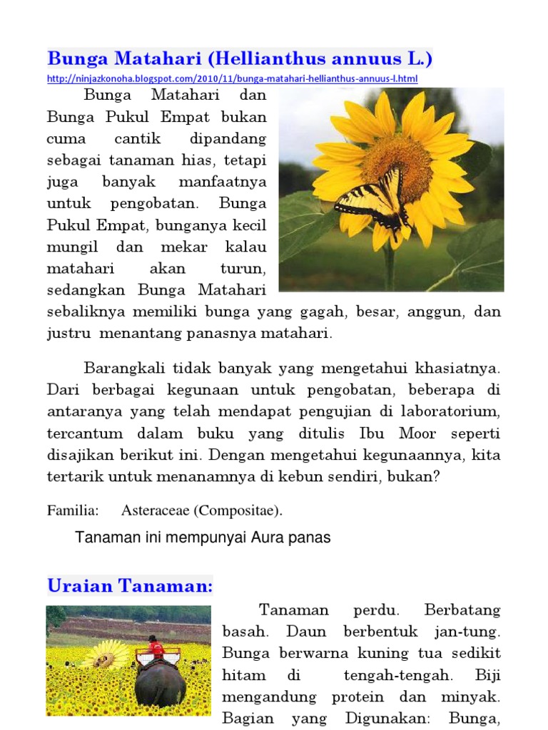 Detail Nama Dan Gambar Bunga Matahari Nomer 37