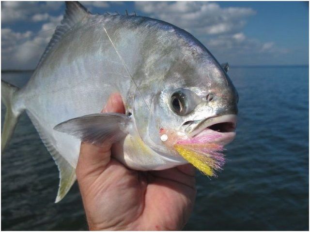 Detail Nama Dan Gambar Ikan Laut Nomer 15