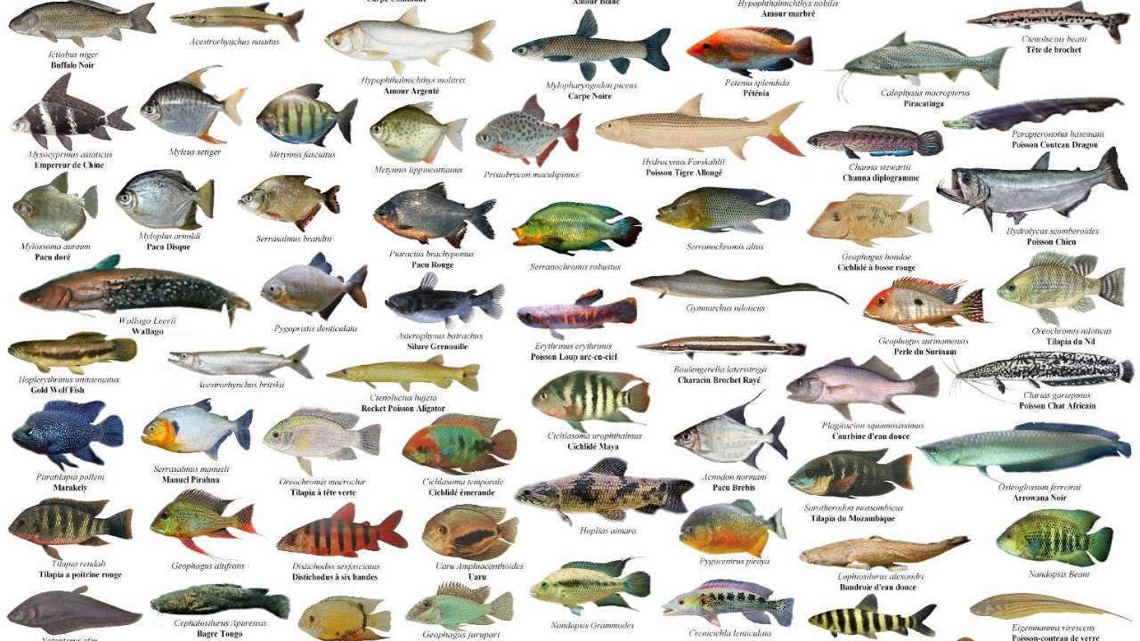 Detail Nama Dan Gambar Ikan Laut Nomer 5