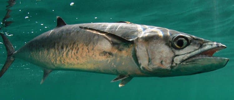 Detail Nama Dan Gambar Ikan Laut Nomer 40