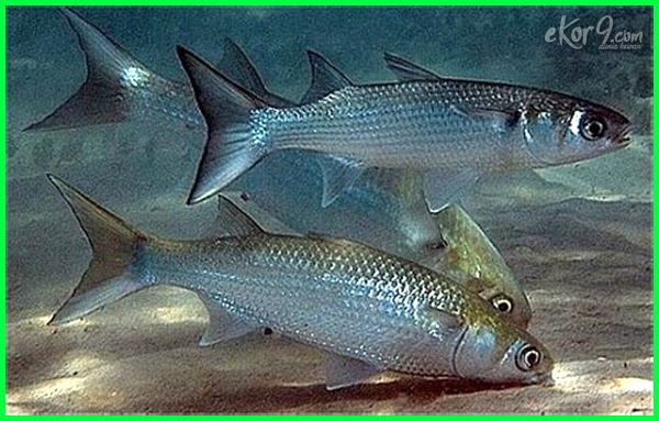 Detail Nama Dan Gambar Ikan Laut Nomer 53