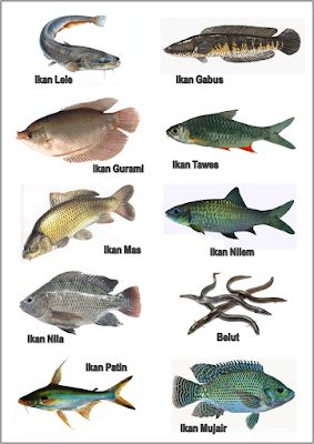 Detail Nama Dan Gambar Ikan Laut Nomer 7