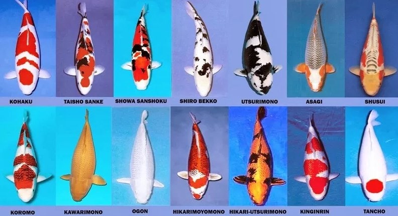 Nama Ikan Koi - KibrisPDR
