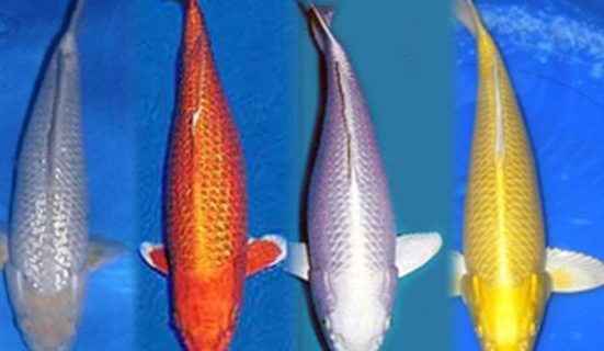 Detail Nama Ikan Koi Nomer 5