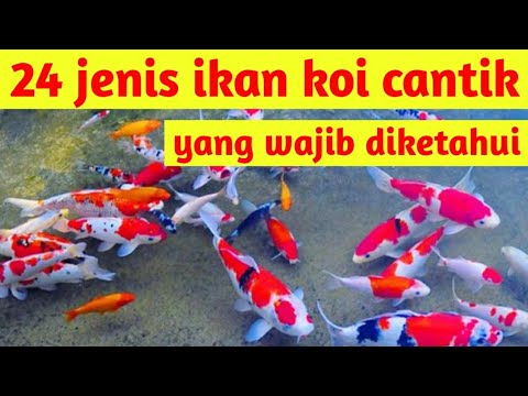 Detail Nama Ikan Koi Nomer 41