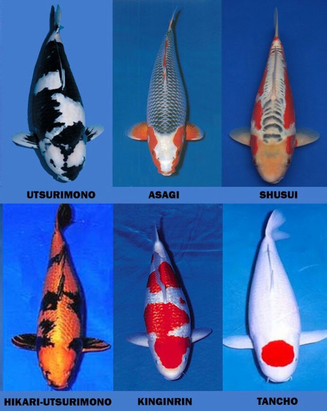 Detail Nama Ikan Koi Nomer 9