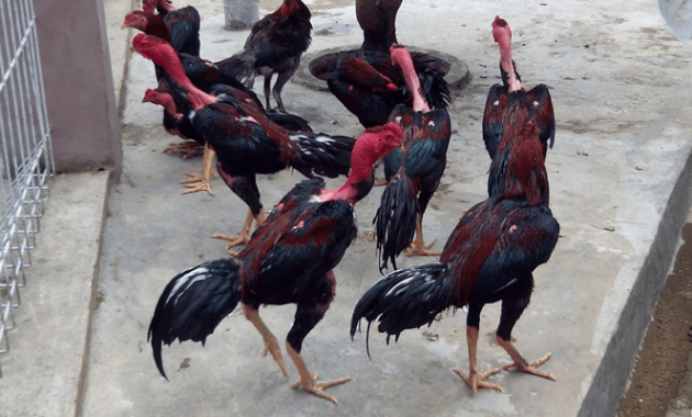 Detail Nama Julukan Ayam Terkeren Nomer 14