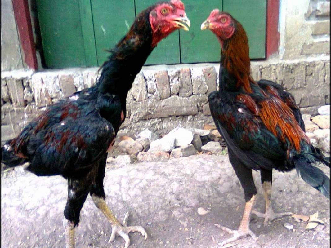 Detail Nama Julukan Ayam Terkeren Nomer 48