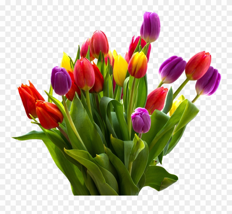 Detail Logo Bunga Tulip Nomer 13