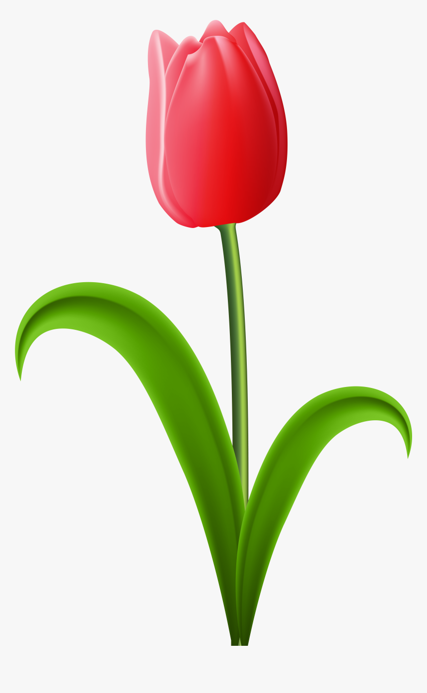 Detail Logo Bunga Tulip Nomer 15
