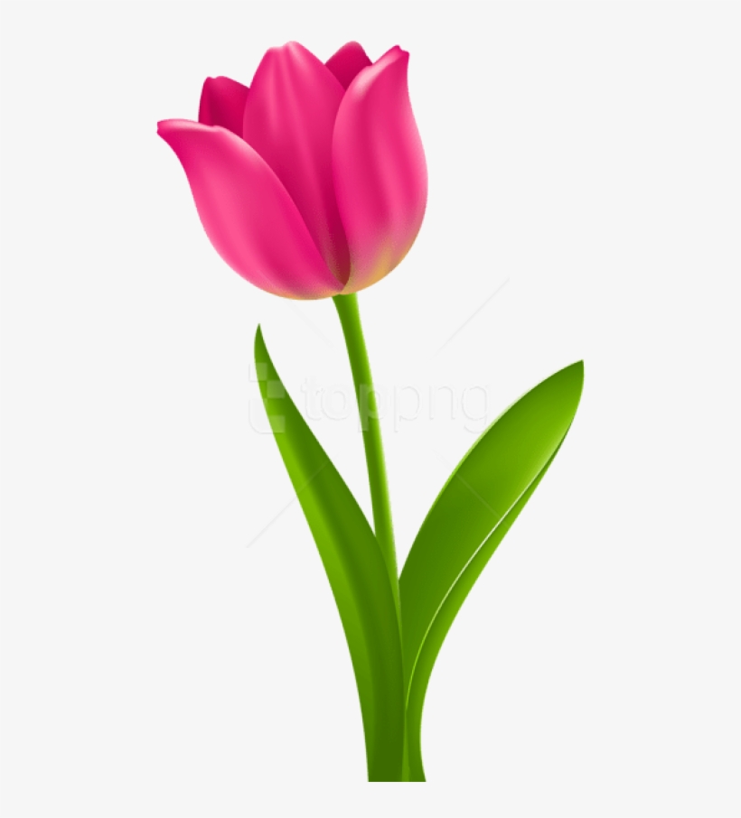 Detail Logo Bunga Tulip Nomer 18