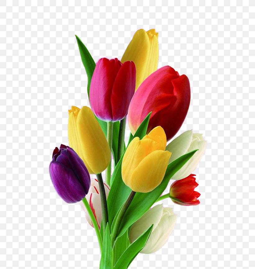 Detail Logo Bunga Tulip Nomer 33
