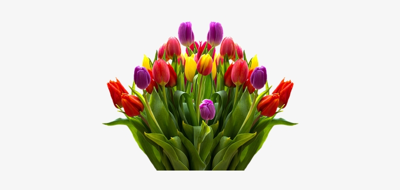 Detail Logo Bunga Tulip Nomer 38
