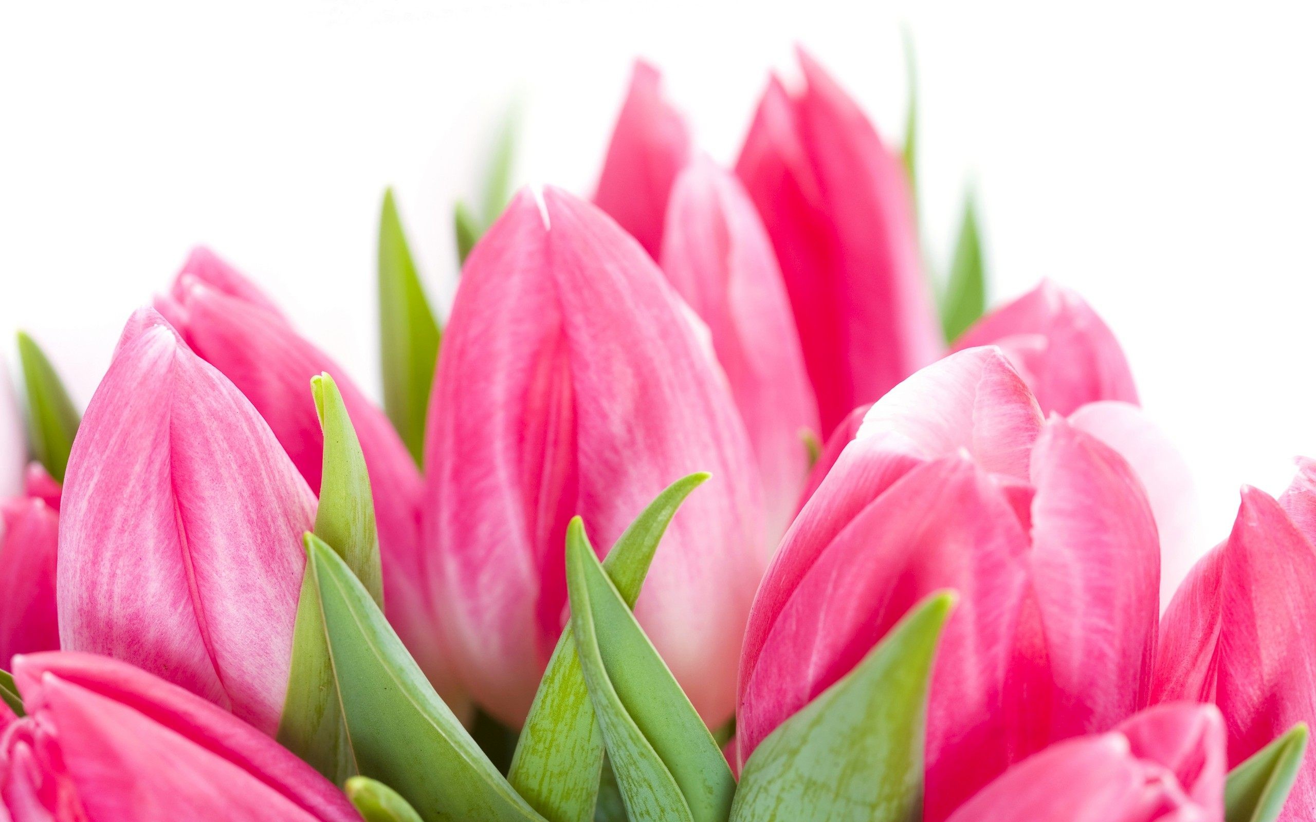 Detail Logo Bunga Tulip Nomer 46