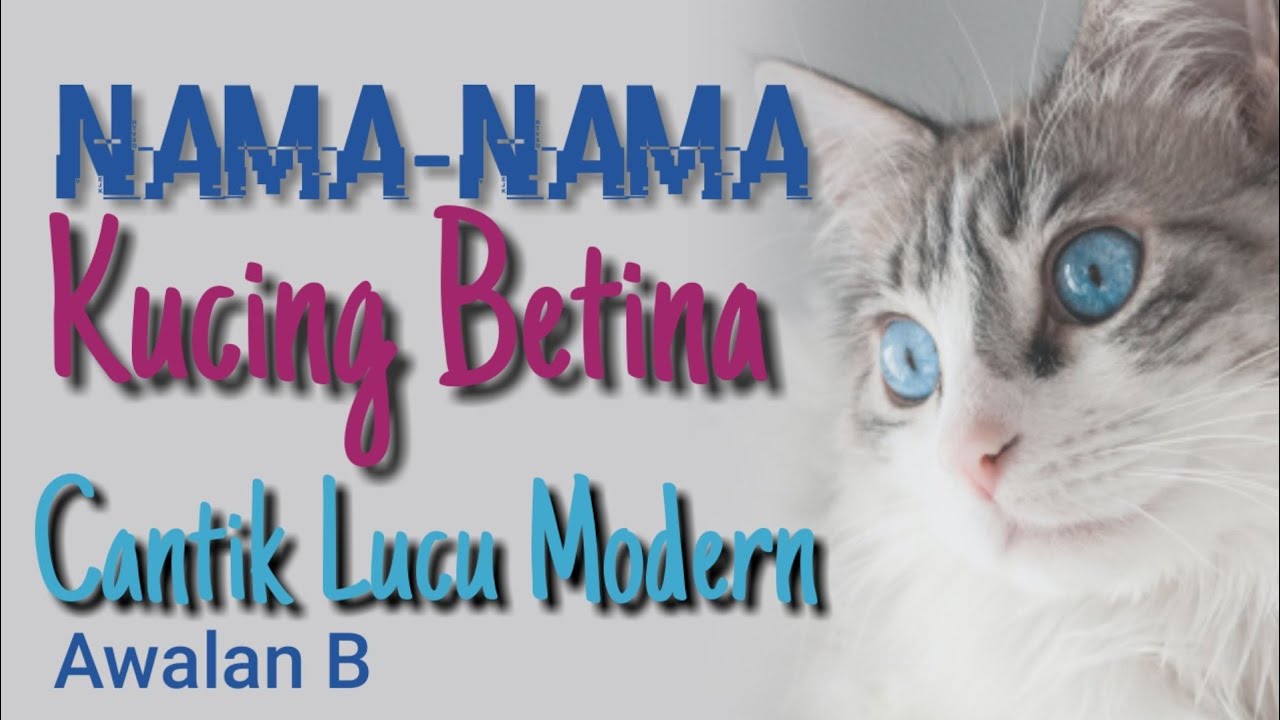 Detail Nama Kucing Betina Abu Abu Nomer 37