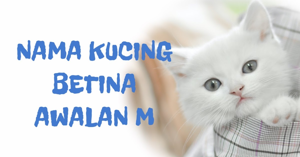 Detail Nama Kucing Dari Huruf C Nomer 44