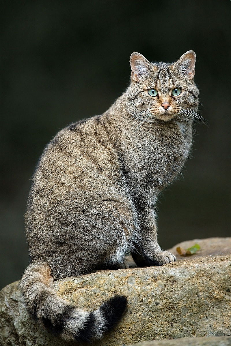 Nama Latin Kucing Anggora - KibrisPDR