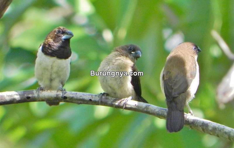 Nama Makanan Burung Pipit - KibrisPDR