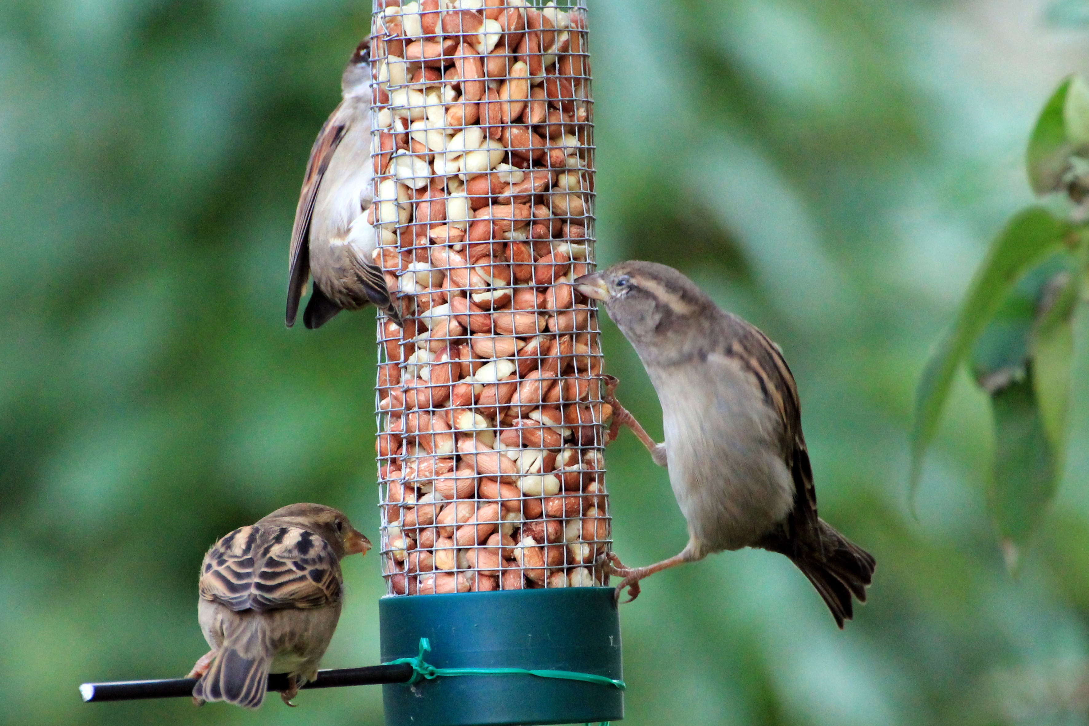 Detail Nama Makanan Burung Pipit Nomer 10