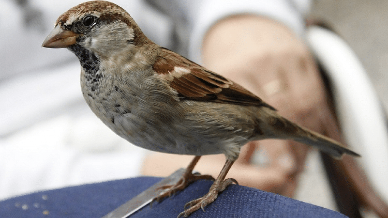 Detail Nama Makanan Burung Pipit Nomer 13